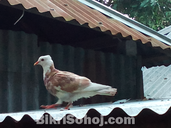 দেশি কবুতর